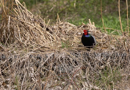 201304190846-DSC04829.jpg