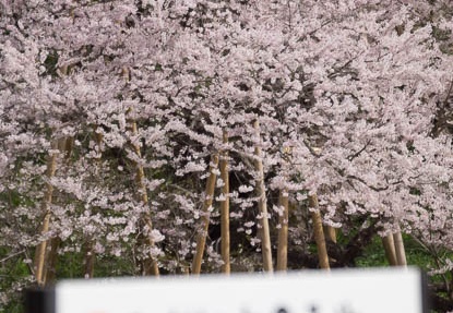 201304190924-DSC04882.jpg