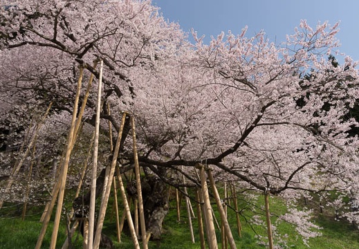 201304190942-DSC04916.jpg