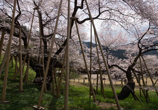 201304190946-DSC04933.jpg