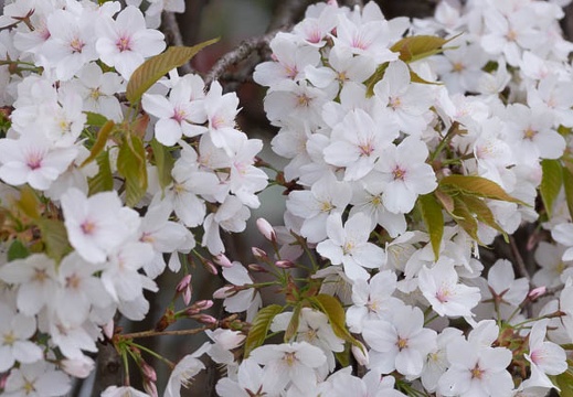 201304191053-DSC04998.jpg
