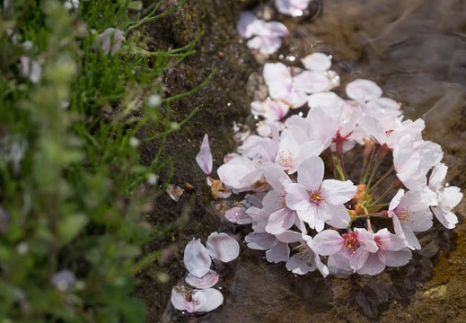 201304191056-DSC05005.jpg