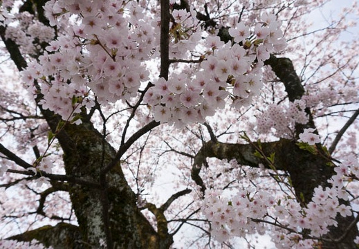 201304191056-DSC08707N.jpg