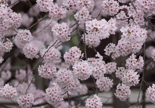 201304191131-DSC05079.jpg