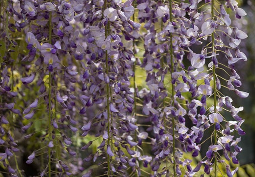 201304231112-DSC05382.jpg