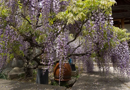 201304231119-DSC05398.jpg
