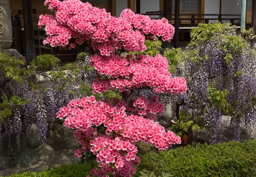 201304231120-DSC05400.jpg