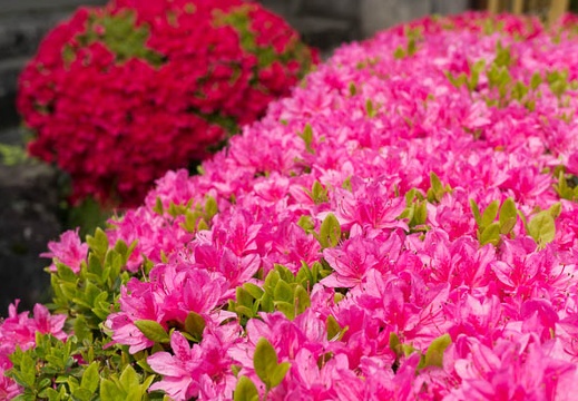 201304231129-DSC08928N.jpg
