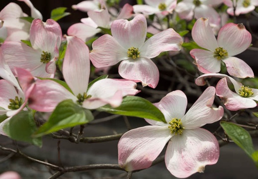 201304231134-DSC05417.jpg