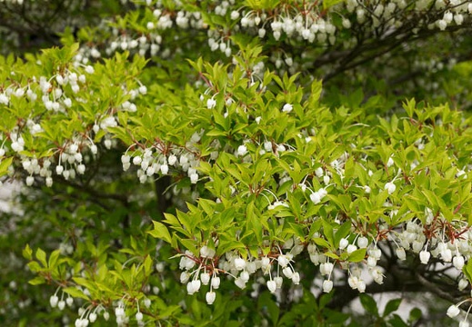 201304231145-DSC08948N.jpg