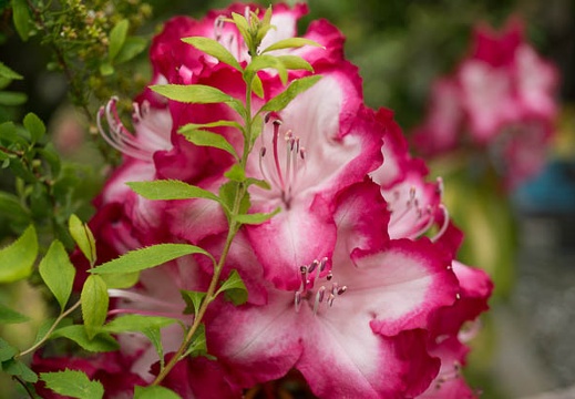 201304231149-DSC08957N.jpg