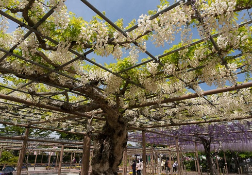 201304231233-DSC09006N.jpg