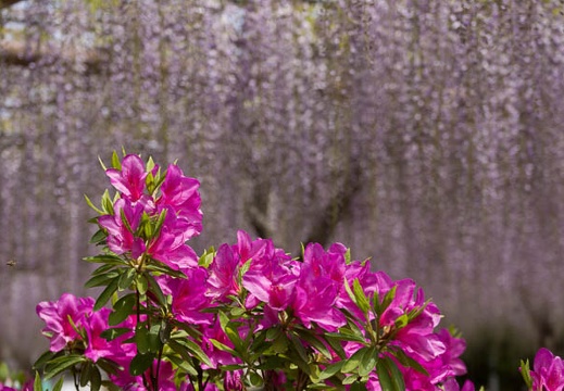 201304231236-DSC05477.jpg