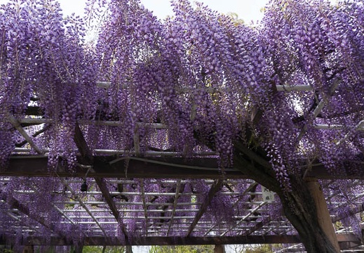 201304231439-DSC09046N.jpg