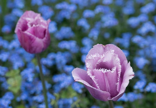 201304231513-DSC05651.jpg