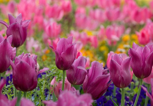 201304231516-DSC05659.jpg
