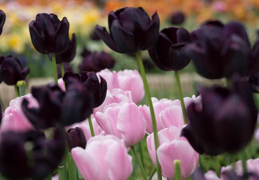 201304231521-DSC05673.jpg