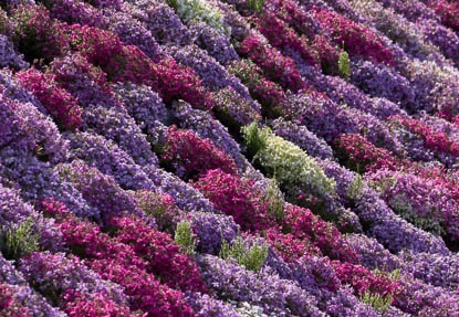 04.25 國田家の芝桜