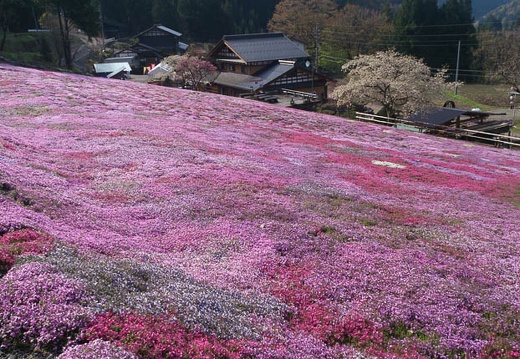 20130425075707-SO-04D.jpg