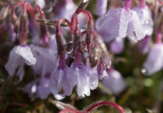201304250800-DSC09234N.jpg