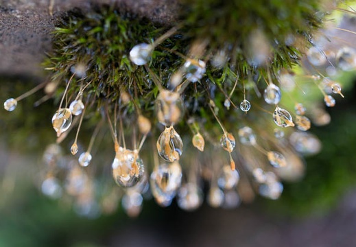 201304250803-DSC09249N.jpg