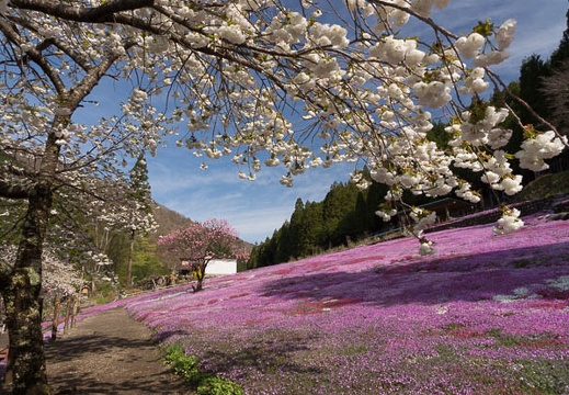 201304250822-DSC05864.jpg