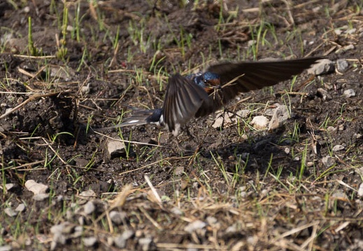 201304250843-DSC05923.jpg