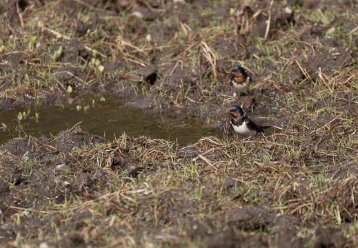 201304250846-DSC05942.jpg