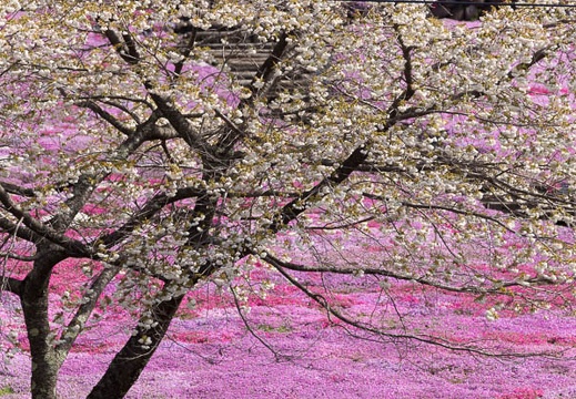 201304250854-DSC05992.jpg