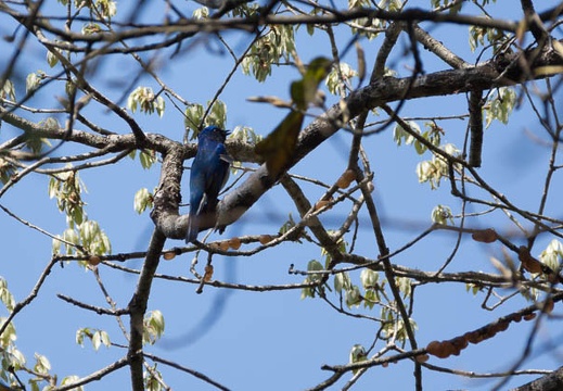 201304251044-DSC06044.jpg