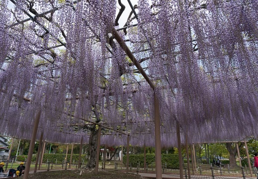 201304261125-DSC09634N.jpg