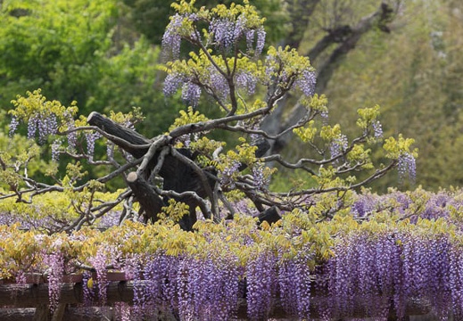 201304261130-DSC06453.jpg