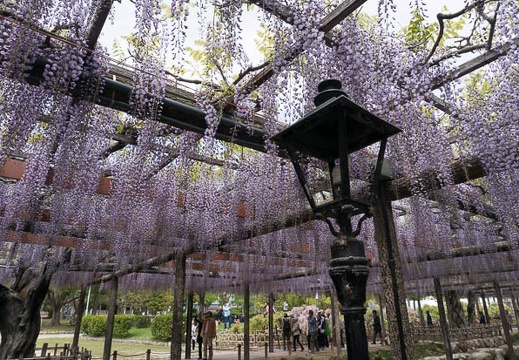 201304261133-DSC09648N.jpg