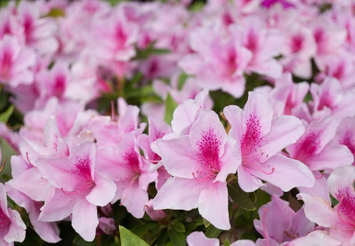 201304261213-DSC09669N.jpg