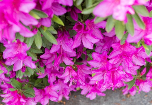 201304261217-DSC06514.jpg