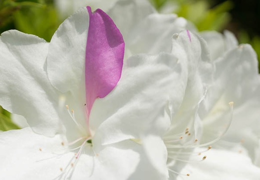 201304261237-DSC09693N.jpg