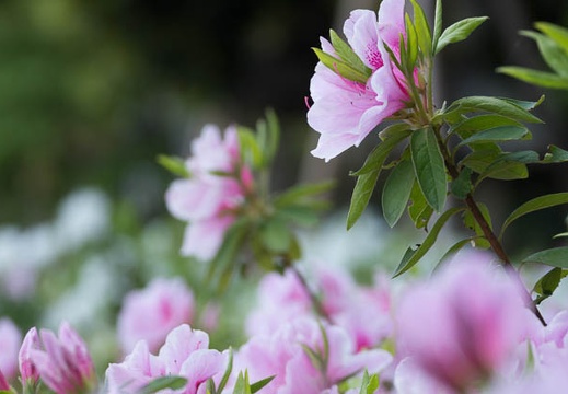 201304261254-DSC06574.jpg