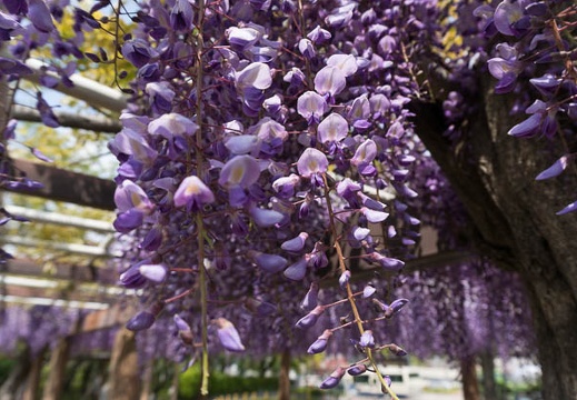 201304271315-DSC09785N.jpg