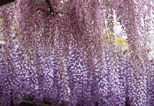 201304271323-DSC09702.jpg