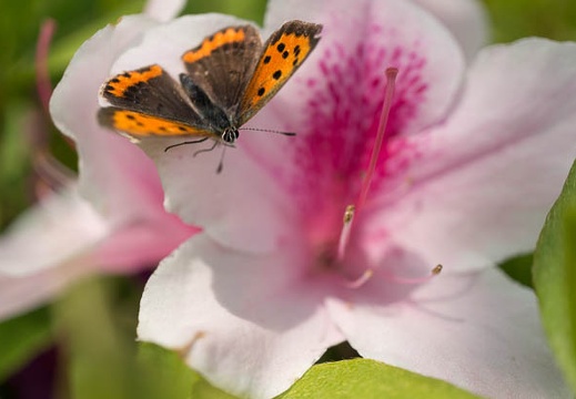 201304271331-DSC09809N.jpg
