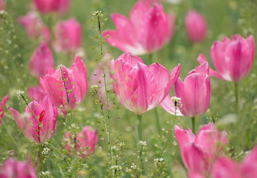 201304271434-DSC09769.jpg