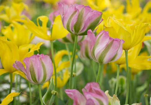 201304271446-DSC09785.jpg