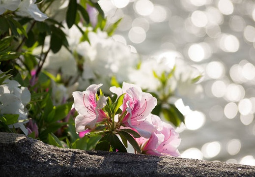 201304271542-DSC09826.jpg