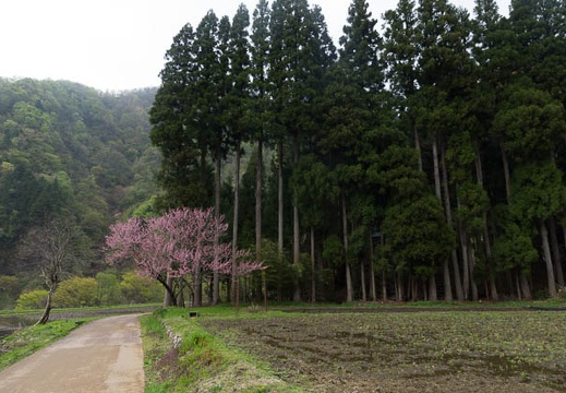 201304301105-DSC07976.jpg