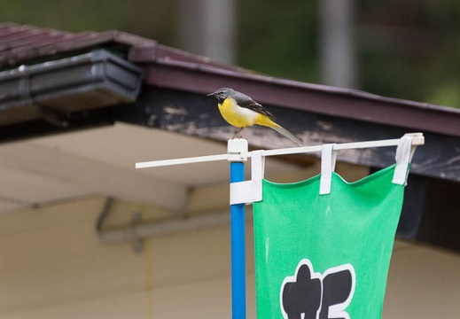 201304301534-DSC08048.jpg