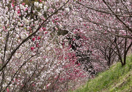 201305021116-DSC08221.jpg