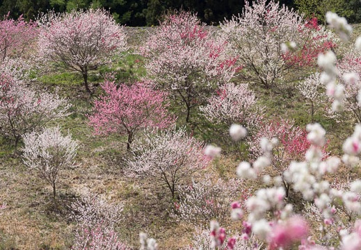 201305021124-DSC08235.jpg