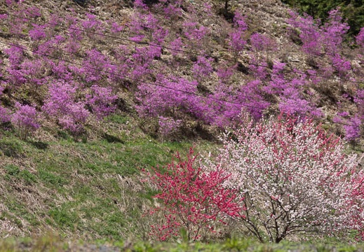 201305021209-DSC08273.jpg