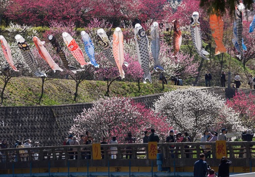 05.02 平成25年 花桃まつり