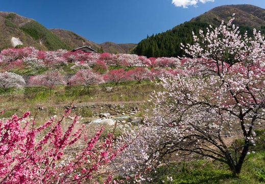 201305021402-DSC00922N.jpg